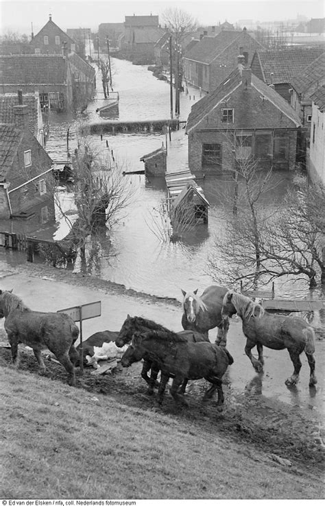 Ik woonde onder aan de gelukkig was er op deze plek geen dijkdoorbraak. Paarden en kadaver langs de dijk na de watersnoodramp ...