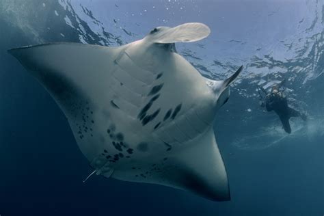 Reef Manta Ray Are Homebodies Study Finds Cementing Seychelles
