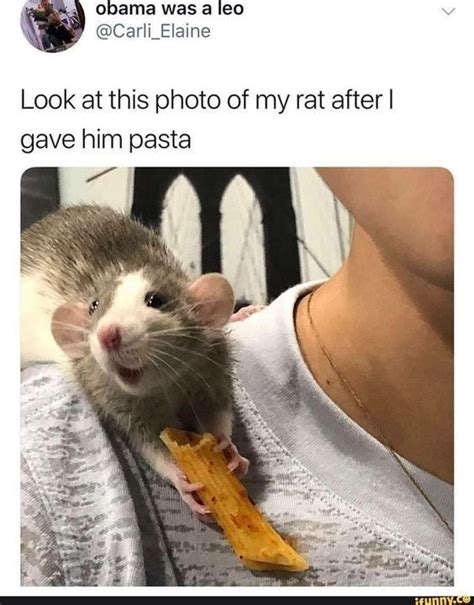 Wholesome Animal Memes To Start The Week Off Right Funny Animals