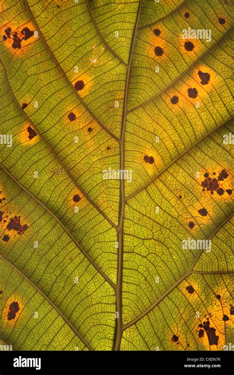 Decomposition Of Teak Leaf Close Up Stock Photo Alamy