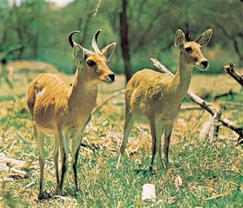 Antelope Types Characteristics Adaptations Mammal African Plains