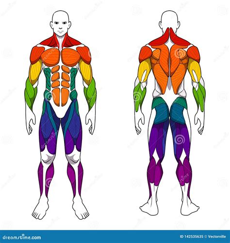 Labelled Muscular System Front And Back Human Muscle Chart