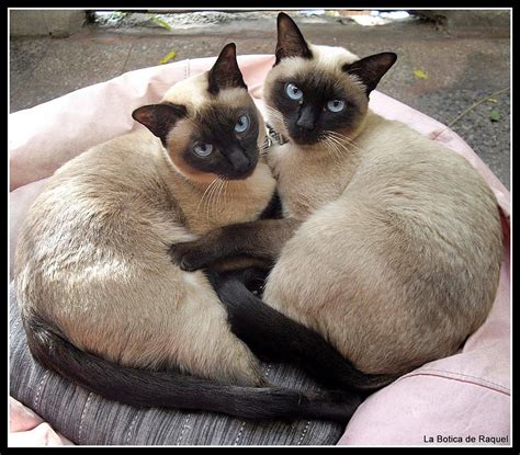 I've spoken to other siamese owners and they all agree with me that siamese are mean cats. Pin by Kristie Musselman on Cats are Kids Too | Siamese ...
