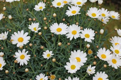Marguerite Daisy Perennial Flower Free Photo On Pixabay Pixabay
