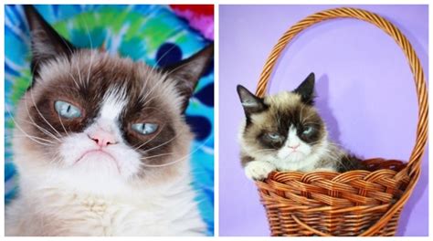 Morre Grumpy Cat Gata Rabugenta Que Se Tornou Sensação Na Internet