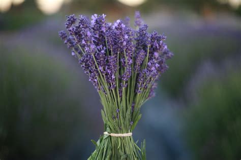 Your Guide To Growing Lavender The Flower Farmer Way