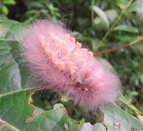 Big Black Fuzzy Caterpillar With Red Stripes Photo By Andy Reago
