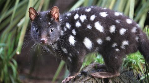 Record Numbers Of Eastern Quoll Joeys Born At Barrington Wildlife