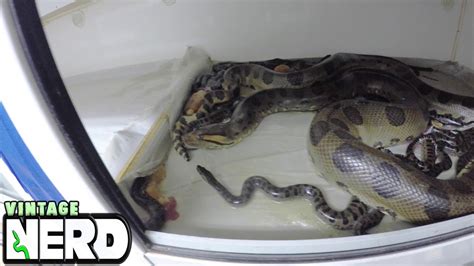 Anaconda Birth