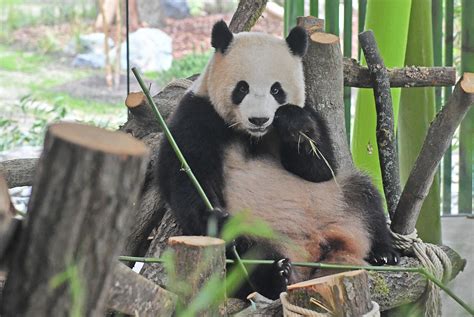 Panda Panda Meng Meng Legt Den Rückwärtsgang Ein