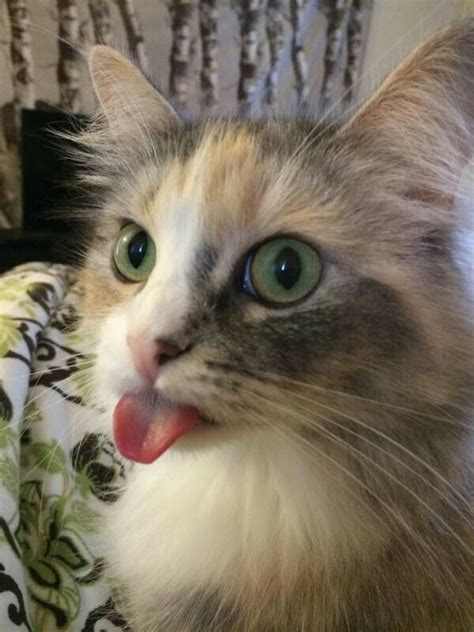 20 Cheeky Cats Who Are Sticking Their Tongues Out At You