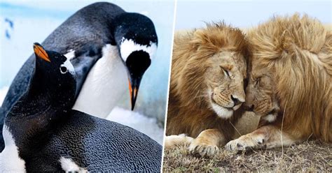 Homosexuality In Nature Is It Biologically Innate In Animals
