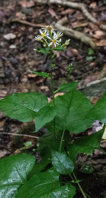 Maryland Biodiversity Project Big Leaved Aster Eurybia Macrophylla
