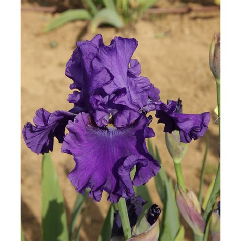 Iris De Jardin Violet à Rhizome De Schreiner De 1992 Plante De Mi