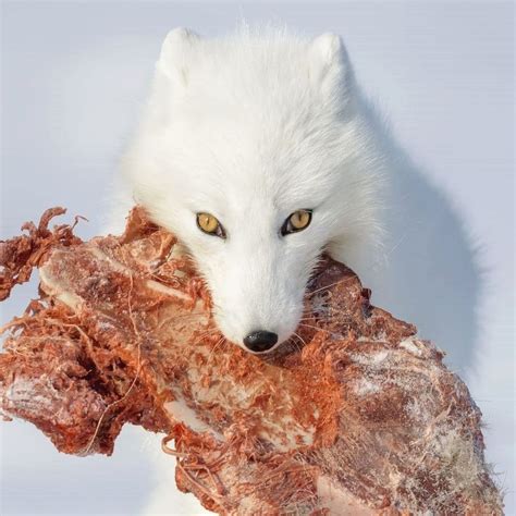 Arctic Foxes Eating Caribou What Do Eat