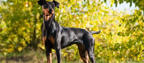 This is the price you can expect to budget for a manchester terrier with papers but without breeding rights nor show quality. German Pinscher And Beagle Mix - Cute of Animals