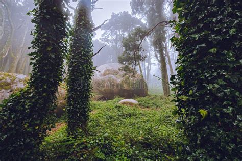 The Mystical Fog Of The Sintra Forest Stock Image Image Of Magic