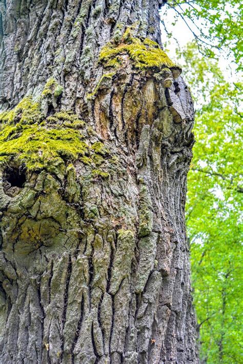 Mossy Trunk Of Mighty Ancient Oak Tree In Summer Forest Oak Bark