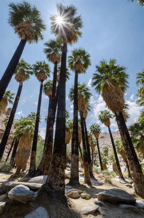 Fan Palm Trees In The Indian Canyons Near Palm Springs California Stock