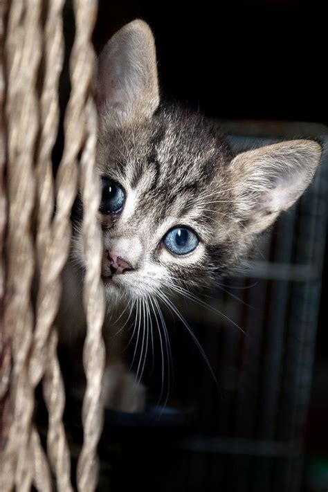 Curious Cat Photo By Gianni Mattonai Cute Cats And Kittens Cats Meow