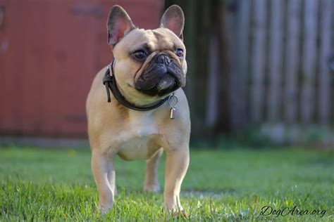 Are French Bulldogs Hypoallergenic 7 Answered Questions That Makes All