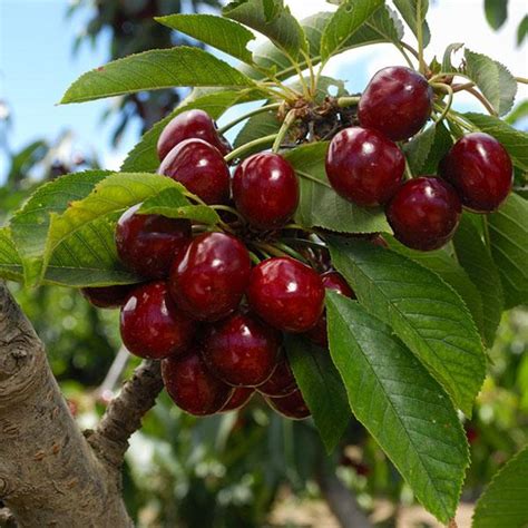 Lapins Cherry Trees For California For Sale