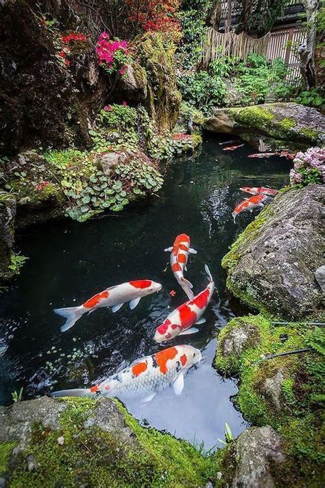 Japanese Koi Ponds For Your Garden Top Diy Ideas Fish Pond