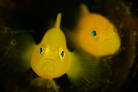 Yellow Pygmy Goby Lubricogobius Exiguus Foto And Bild Unterwasser Uw