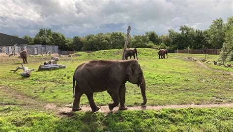 Blackpool Zoo Review Tickets And Hours