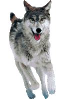 Check spelling or type a new query. Wolves: Animated Images, Gifs, Pictures & Animations - 100 ...