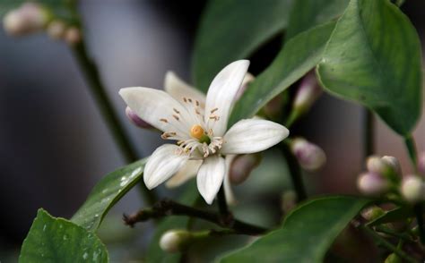 Maybe you would like to learn more about one of these? Orange Trees Not Producing Pollen? | ThriftyFun