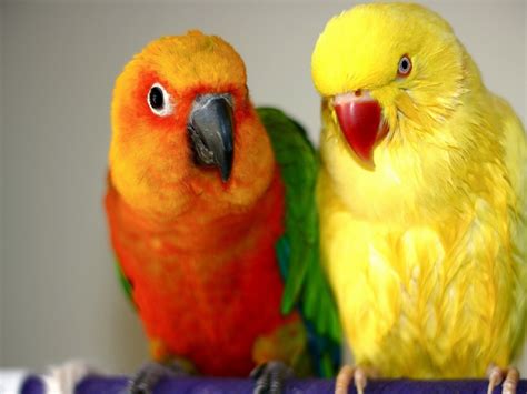 Parrots Mollys Adorable Animal Site