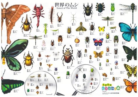Bug Animal Crossing Wiki