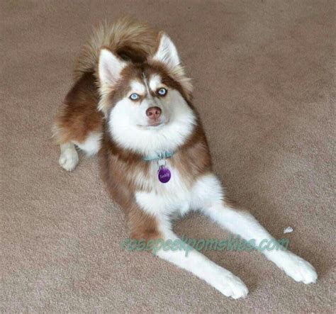 But is is a lot more difficult to find. Full grown Pomsky! Half Husky half Pomeranian = Mini Husky ...