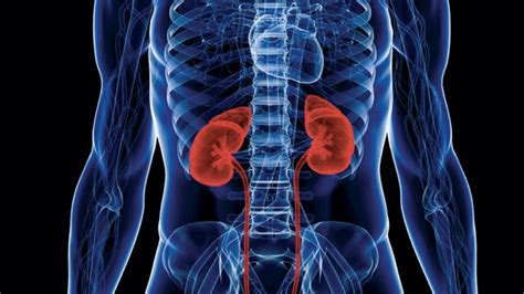 Nephritis Overview Causes Symptoms Diagnosis And Treatment Htv
