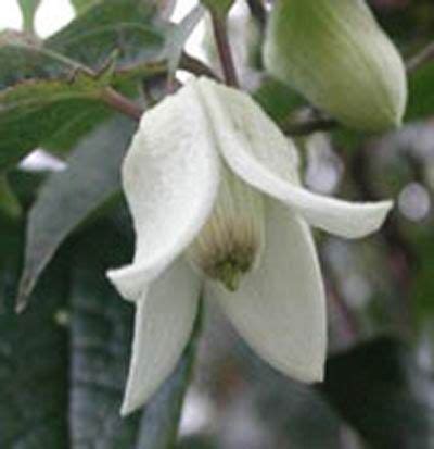 Icon of the game codycross © fanatee, inc. Clematis 'Winter Beauty' Evergreen foliage, small nodding ...