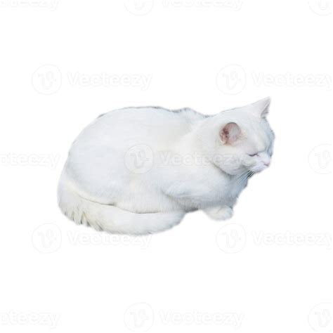 White Cat Transparent Png 8530693 Png