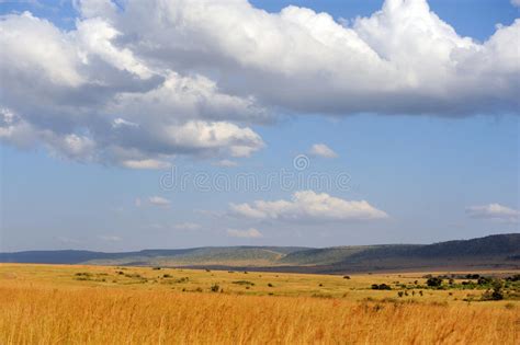 Savannah Landscape In The National Park In Kenya Stock Photo Image Of