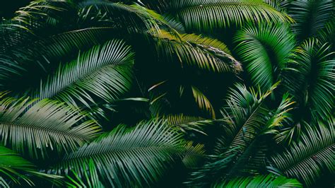 Wallpaper Palm Leaves Branches Green Hd Widescreen High