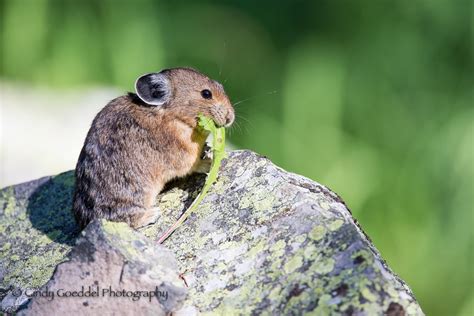 An American Pika Eating A Dandelion Leaf Goeddel Photography Cindy