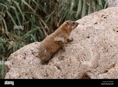 Hyrax This Rodent Looking Animal Lives In Ein Gedi In Israel Stock
