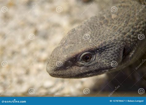 Earless Monitor Lizard Lanthanotus Borneensis Royalty Free Stock