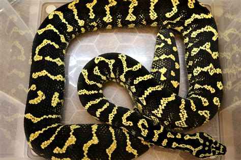 Pythons in the hobby, carpet pythons! Carpet/Diamond Pythons