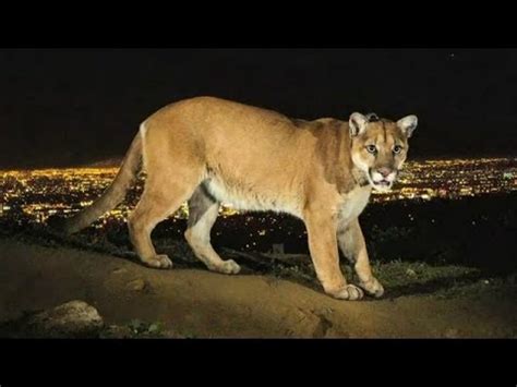 ✓ sin coste para uso comercial ✓ sin necesidad de mencionar la 167 imágenes gratis de pumas. Conozca al puma que vive en las colinas de Los Ángeles ...