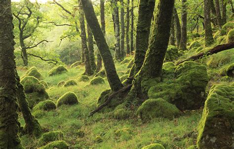 About Scotlands Rainforest — Alliance For Scotlands Rainforest