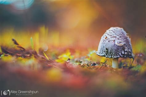 Whispers Of Autumn In Magical Photography By Alex Greenshpun Demilked