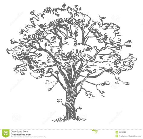 Telecharger 76 570 arbre vectoriel gratuit. Freehand drawing tree stock vector. Illustration of ...