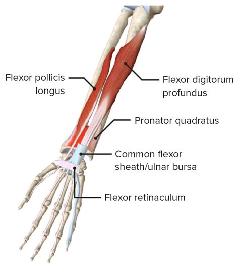 Forearm: Anatomy | Concise Medical Knowledge