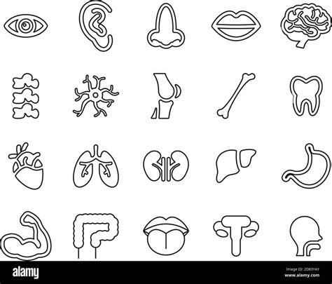 Human Anatomy Or Human Body Parts Icons Black And White Thin Line Set Big