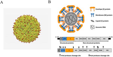The Zika Virus A A Scheme Showing The Structure Of A Zika Virus From Download Scientific